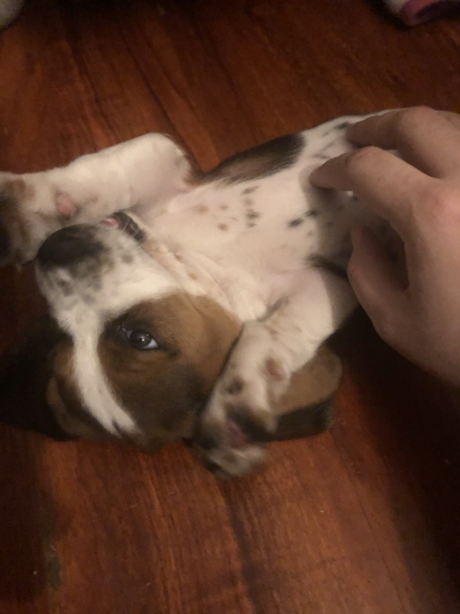 BlueHydraz's tweet image. A new puppo was acquired tonight.