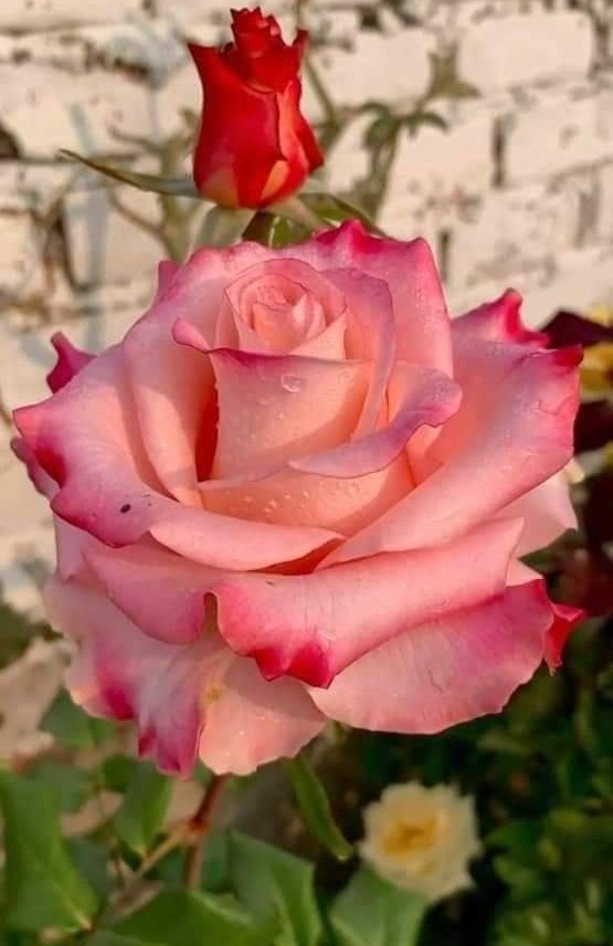 TLeoni311's tweet image. Beautiful day &amp;amp; Fantastic new week