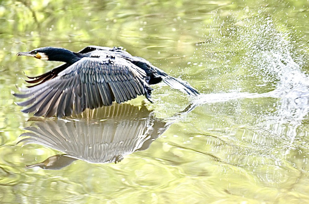 eddiestarck's tweet photo. Alamy image ID:

#Reflections #AlamyPOTM @AlamyContent    #cormorant https://t.co/rbpcGLt6Ir