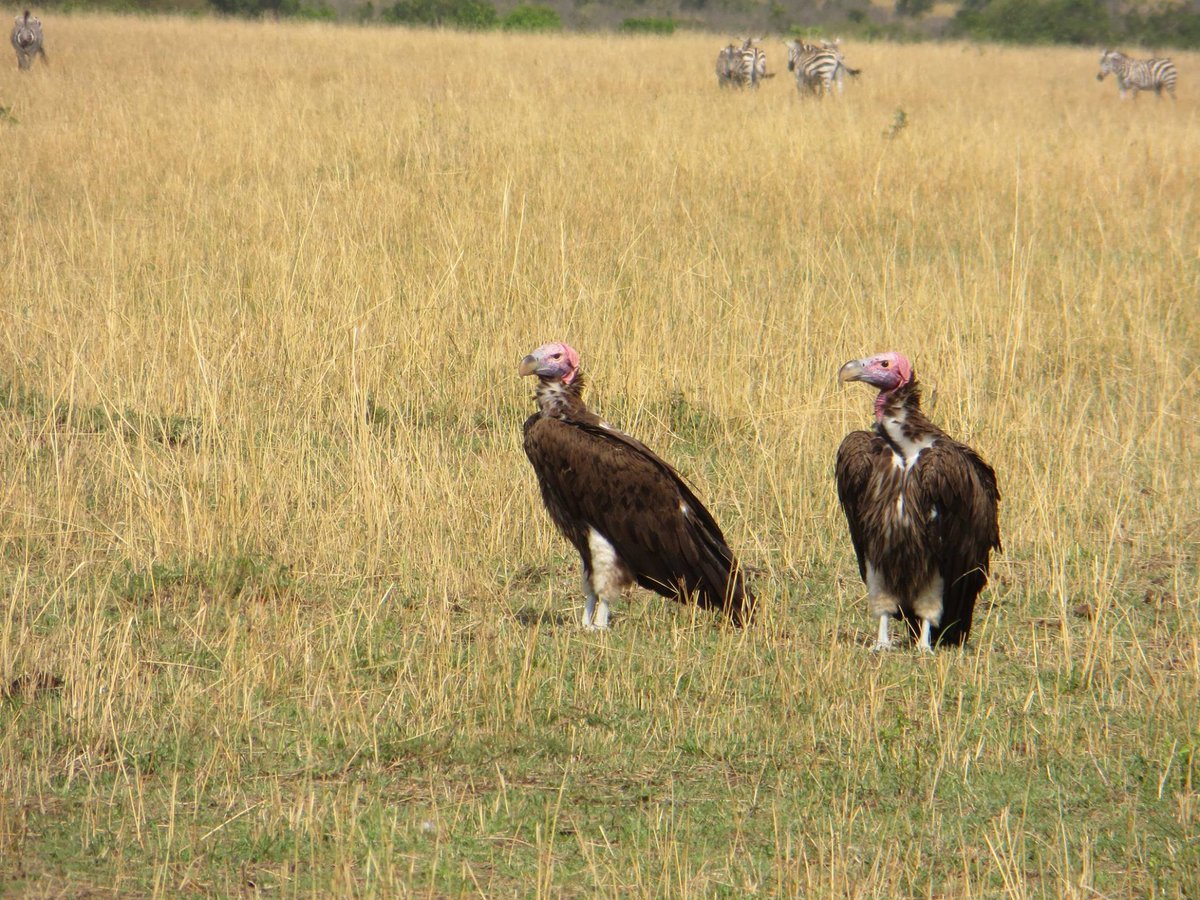 Vultures often termed "Nature's clean up crew".
In a global syst. review of Ecosystem Services/Disservices related to vultures, we show we need more evidence to support such claims: sciencedirect.com/science/articl…
Led by MSc T. Carucci + <a href="/vsg3/">Andre Botha</a> @kat_wtedd <a href="/RichardYarnell1/">Richard Yarnell</a> 
<a href="/helsinkiuni/">University of Helsinki</a>