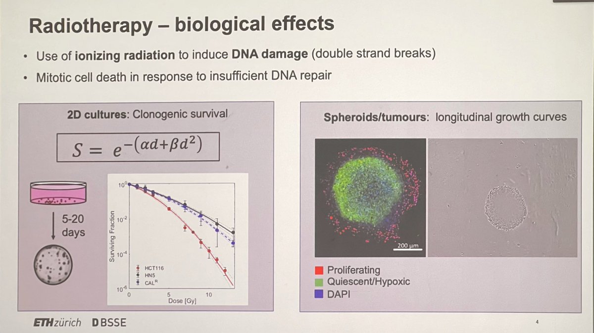 ara_anderson's tweet photo. Next up is @SBruningk presenting collaborative work with our very own @HeikoEnderling on, Prediction and modelling of radiotherapy response in hard-to-treat brain tumours โ a combination of machine learning and mechanistic modelling #SWAMBA22 https://t.co/KiDYQct9Vl