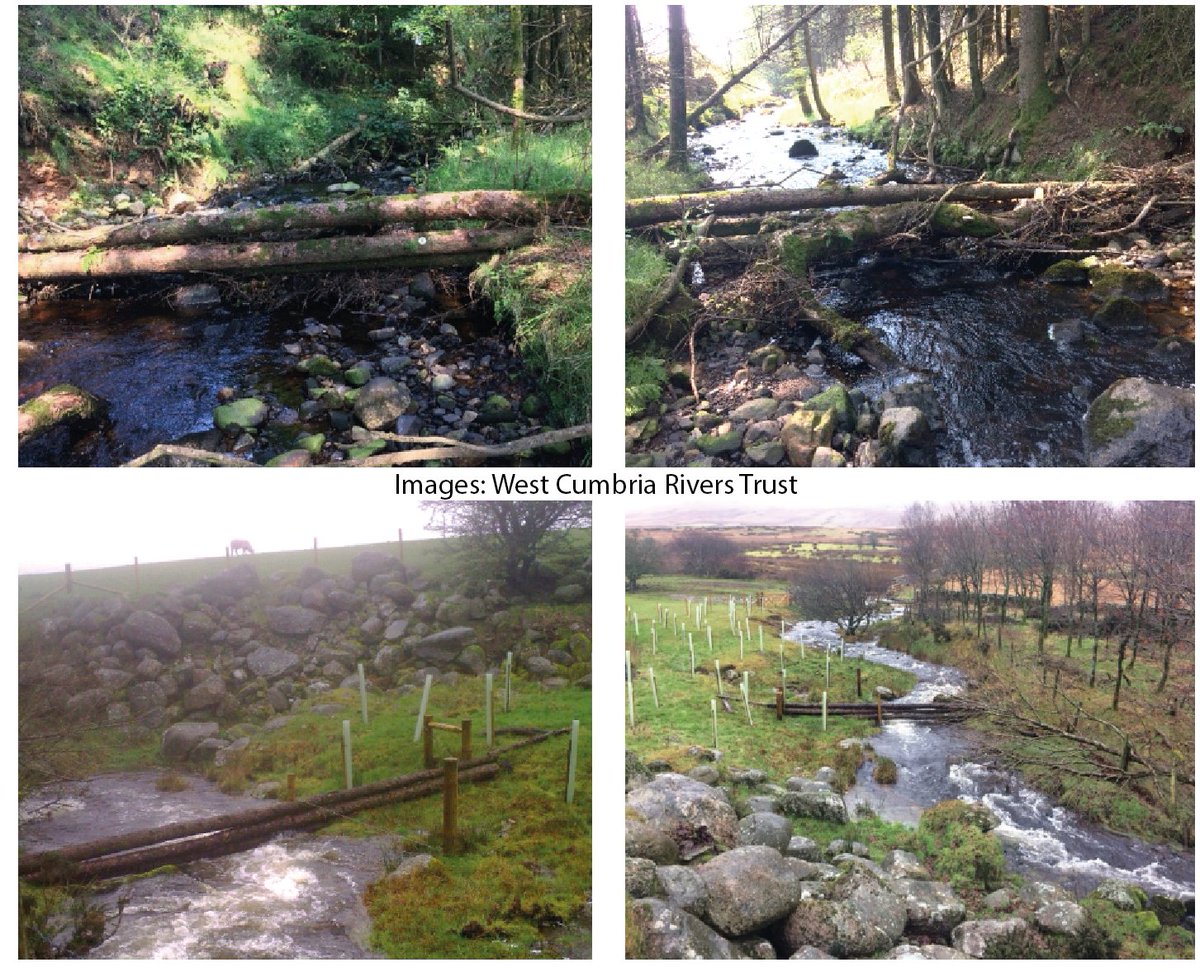 FloodHubPeople's tweet photo. 🌳💧Leaky dams work by #SlowingTheFlow’ of water in the watercourse to a level where the ‘flood water’ can be held back, mitigating flood risk down the catchment 🌊 Read our case study from @WestCumbriaRT 👉https://t.co/oZSshoUCbd to see leaky dams and bunds working together💧 https://t.co/5mlOshZxlH