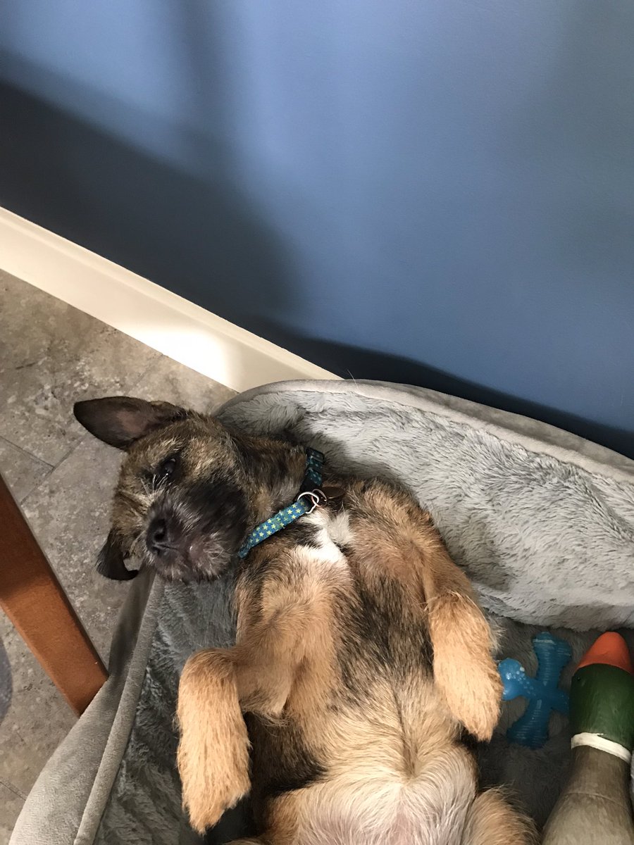 weezejackson's tweet photo. My furry work buddy is so chilled !  Love how comfortable Borders can make themselves ! #picklesthebt #BTposse https://t.co/C3tbfTQ4zO