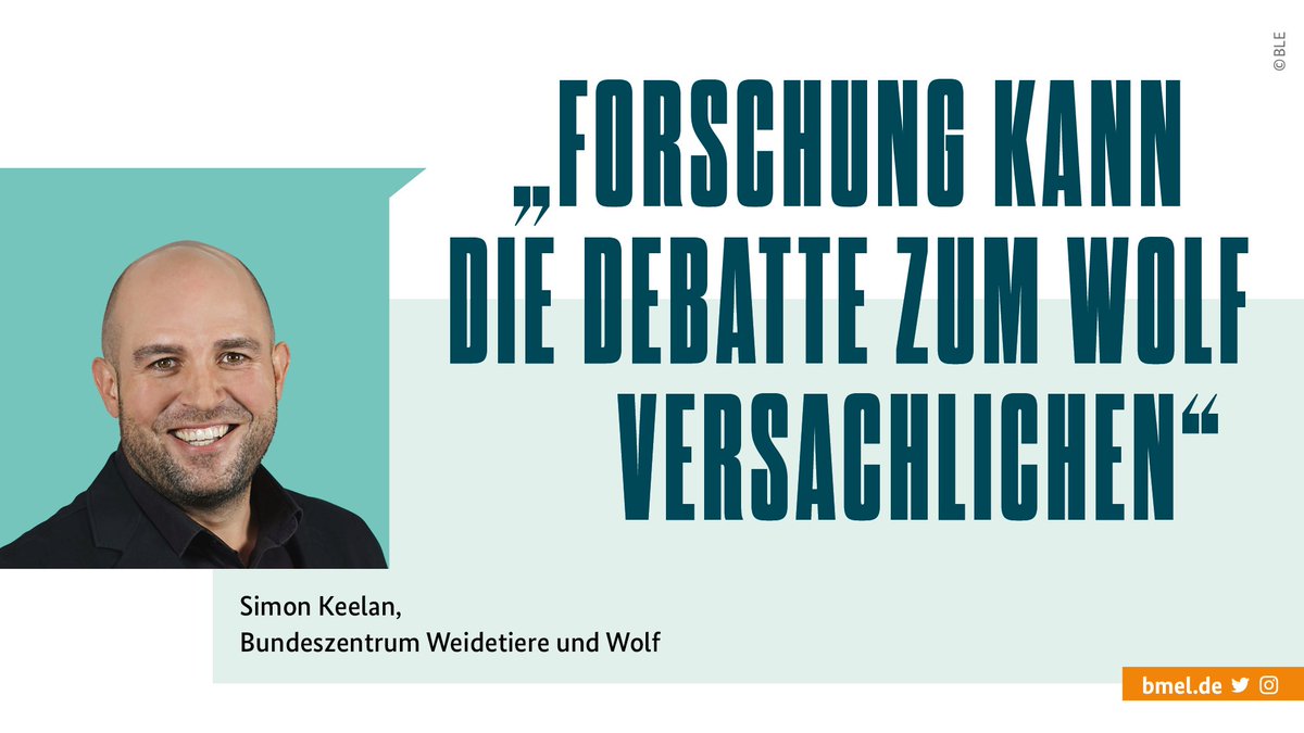 BMLEH_Bund's tweet photo. Wölfe jagen Wild, aber auch Weidetiere. Das 2021 gegründete Bundeszentrum Weidetiere und Wolf (#BZWW) erarbeitet Strategien für eine bessere Koexistenz. Forschung hilft bei der Analyse der Lage.
Mehr in der neuen Ausgabe des #forschungsfelder-Magazins ⇨ https://t.co/hjxuA8WHYl https://t.co/De1XsSIdKn