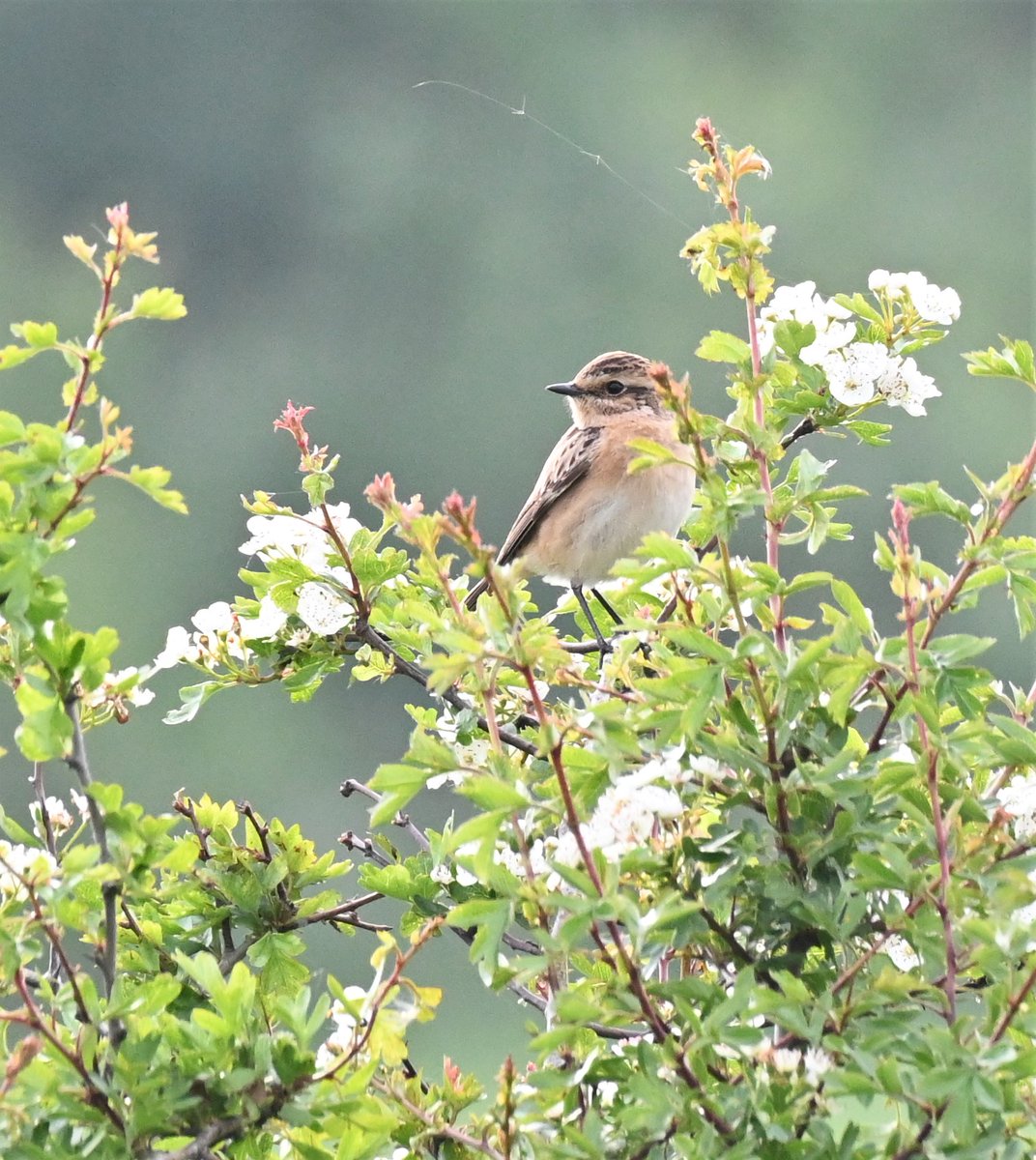GrosvenorPropUK's tweet photo. We're committed to achieving a significant #biodiversity net gain across all of our properties &amp; projects. With a 46% biodiversity net gain, Trumpington Meadows demonstrates our commitment to people &amp; planet, balancing the needs of both. https://t.co/r6H4t9TTIg https://t.co/H4GcbK67Lj