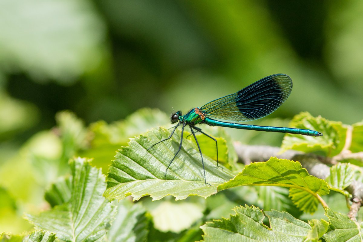 GrosvenorPropUK's tweet photo. We're committed to achieving a significant #biodiversity net gain across all of our properties &amp; projects. With a 46% biodiversity net gain, Trumpington Meadows demonstrates our commitment to people &amp; planet, balancing the needs of both. https://t.co/r6H4t9TTIg https://t.co/H4GcbK67Lj