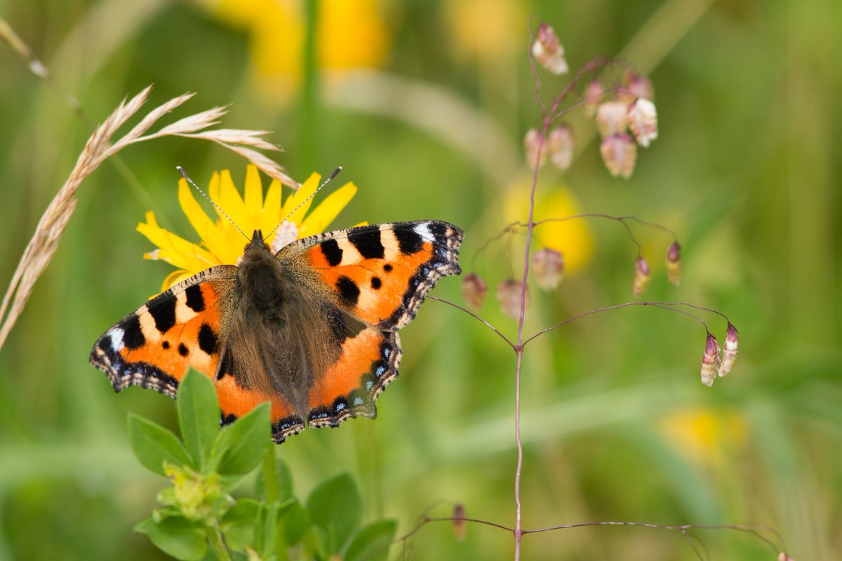 GrosvenorPropUK's tweet photo. We're committed to achieving a significant #biodiversity net gain across all of our properties &amp; projects. With a 46% biodiversity net gain, Trumpington Meadows demonstrates our commitment to people &amp; planet, balancing the needs of both. https://t.co/r6H4t9TTIg https://t.co/H4GcbK67Lj