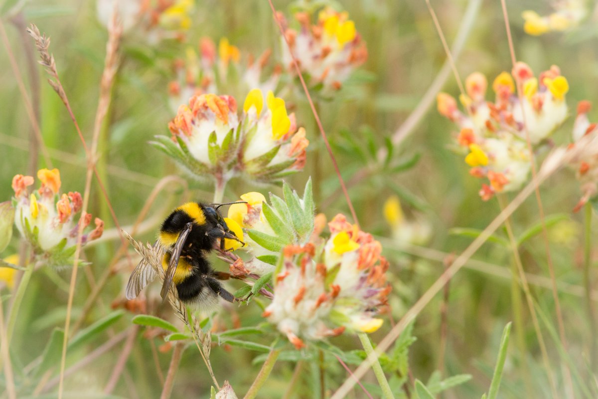GrosvenorPropUK's tweet photo. We're committed to achieving a significant #biodiversity net gain across all of our properties &amp; projects. With a 46% biodiversity net gain, Trumpington Meadows demonstrates our commitment to people &amp; planet, balancing the needs of both. https://t.co/r6H4t9TTIg https://t.co/H4GcbK67Lj