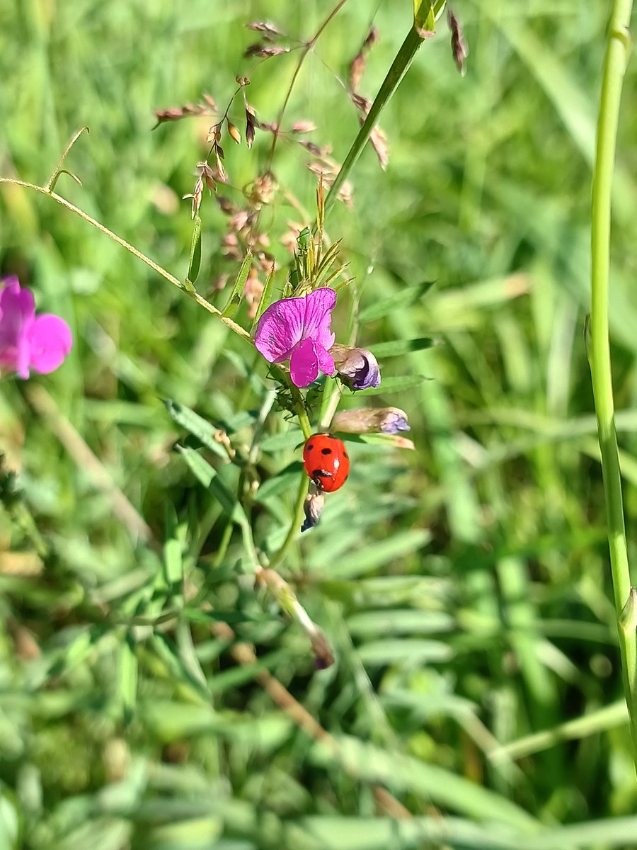 GAETANLD56's tweet photo. #Xiaomi #xiaomi11pro #Bumblebee #Morbihan #Bretagne https://t.co/TwngauG4y7