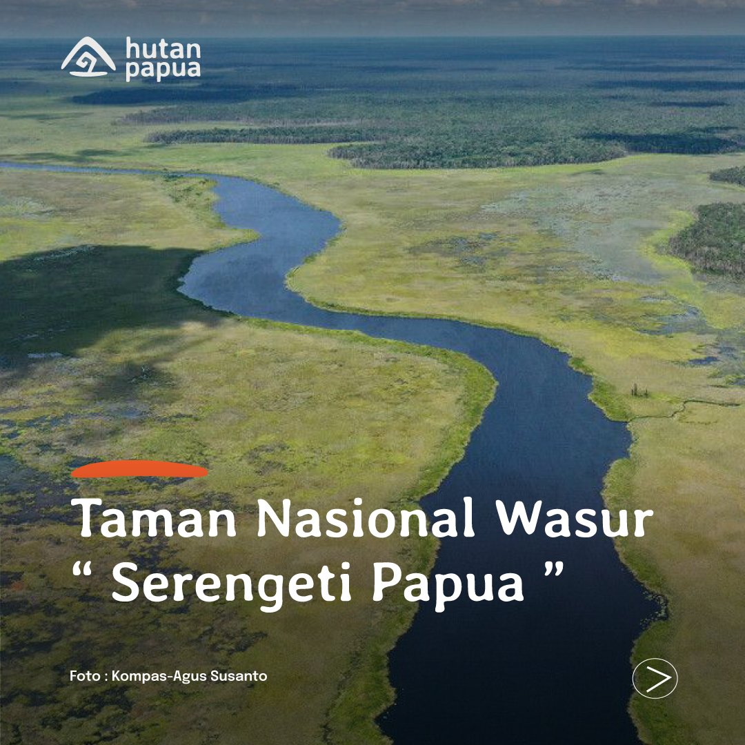 HutanPapua_id's tweet image. Taman Nasional Wasur dijuluki "Serengeti Papua" karena kekayaan biodiversitas dan karena wilayahnya menjadi daerah transfly bagi beberapa jenis burung.
#tamannasional #tamannasionalwasurmerauke #transfly #birdsmigration #serengeti #wasurserengetipapua