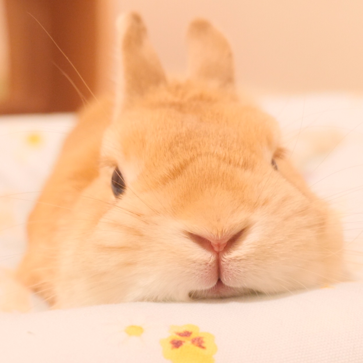 Twitter এ うさぎの麦ちゃんねる こんばんは Good Evening うさぎ Bunny T Co Yct5zd8z7k ট ইট র
