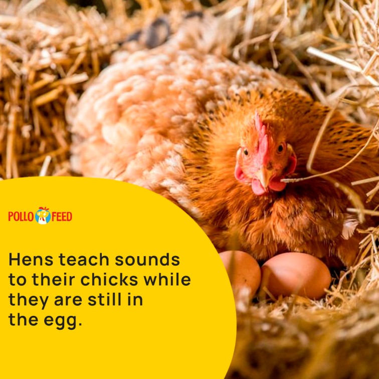 pollofeed's tweet photo. Did you know that mother hens will begin talking to their chicks, even long before they have hatched? Just like a mother talks to her baby while she is pregnant, a mother hen will also chatter to her chick.
#Pollofeed #FEED #henfeed #supportlocalfarms https://t.co/ThZHOJEPtC