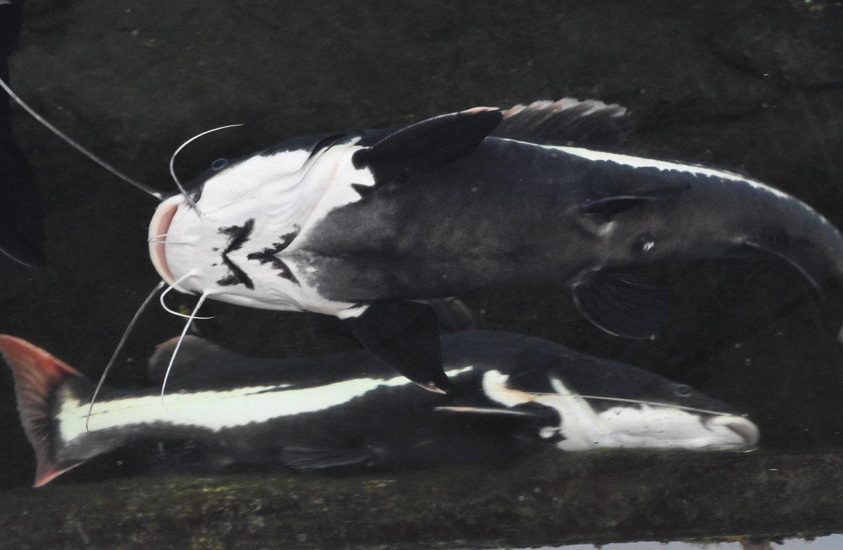 レッドテールキャット Twitter Search Twitter