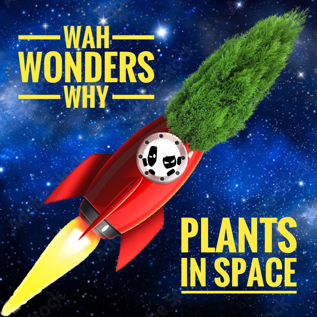 Smart Enough To Know Better (@se2kb) on Twitter photo In Ep187.5 ‘Wah Wonders Why - Plants in Space’ Greg and Dan talk to Prof Harvey Millar <a href="/ahmillar9/">Harvey Millar</a> from the University of WA
Arm of <a href="/PlantEnergyBiol/">Plant Energy Biology</a> and #InternationalSpaceCentre about, well, Plants in Space. smartenough.org/episode/187.5 In Ep187.5 ‘Wah Wonders Why - Plants in Space’ Greg and Dan talk to Prof Harvey Millar <a href="/ahmillar9/">Harvey Millar</a> from the University of WA
Arm of <a href="/PlantEnergyBiol/">Plant Energy Biology</a> and #InternationalSpaceCentre about, well, Plants in Space. smartenough.org/episode/187.5