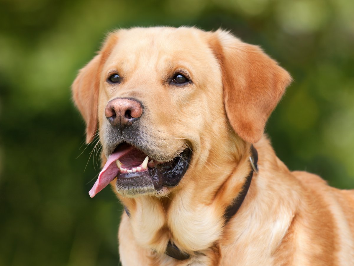 Soy Un Perro tweet media