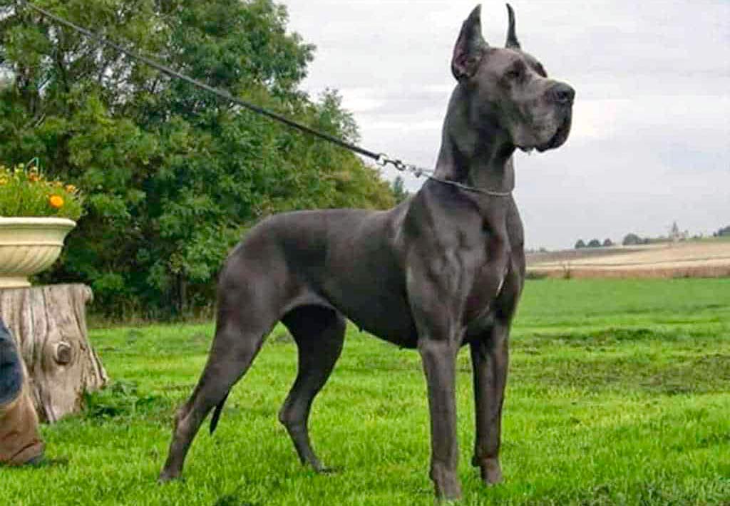 Soy Un Perro tweet media