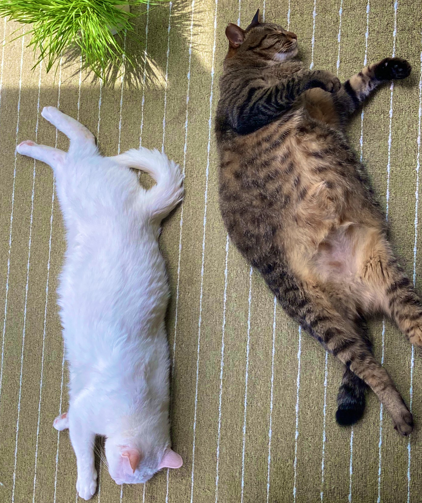 腹出し猫 Twitter Search Twitter