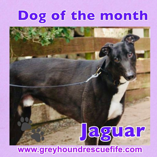 Greyhound Rescue Fife tweet media