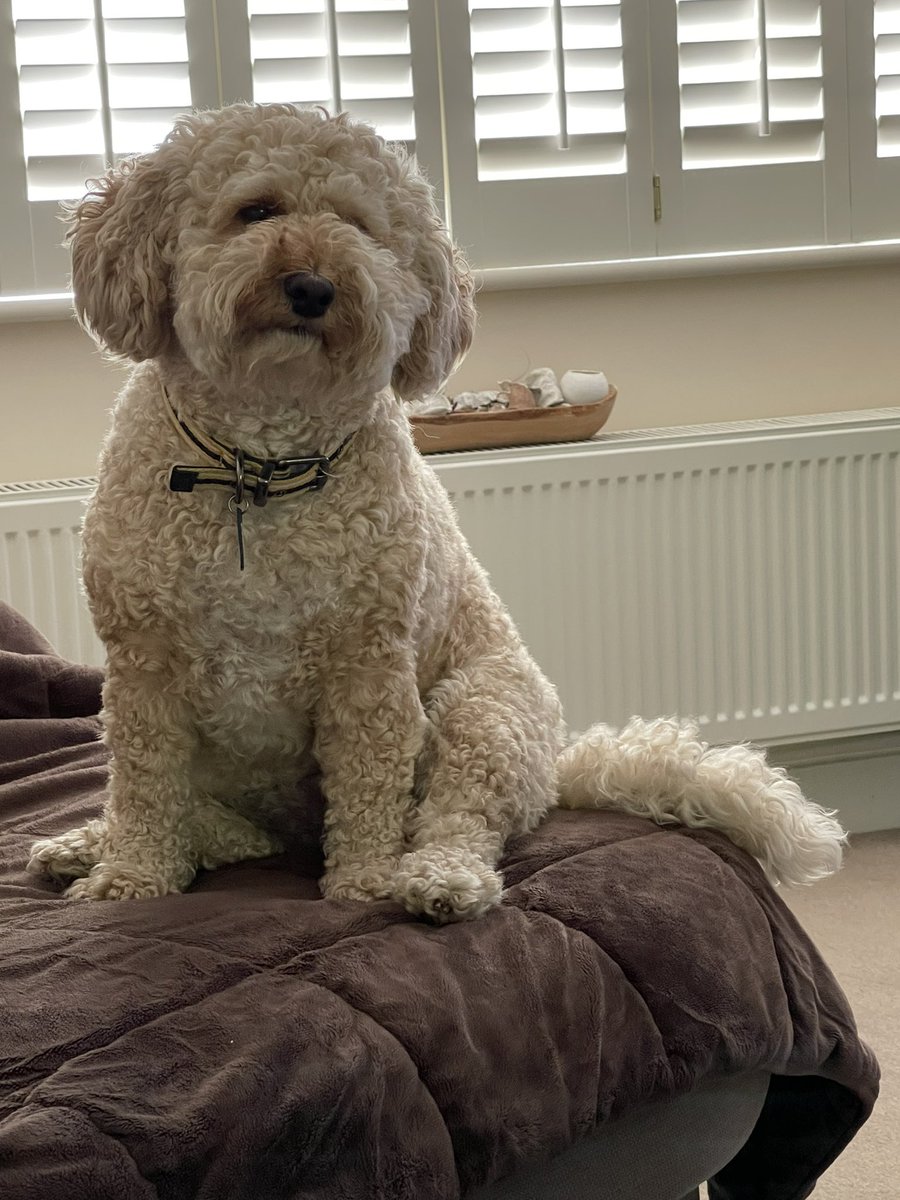 Ruby_Cockapoo's tweet image. Good morning pals, have a lovely day. 🌞I’m having a haircut ✂️ later 😳😬🐶🐾 #Dogsoftwitter #Cockapoo #Ruby