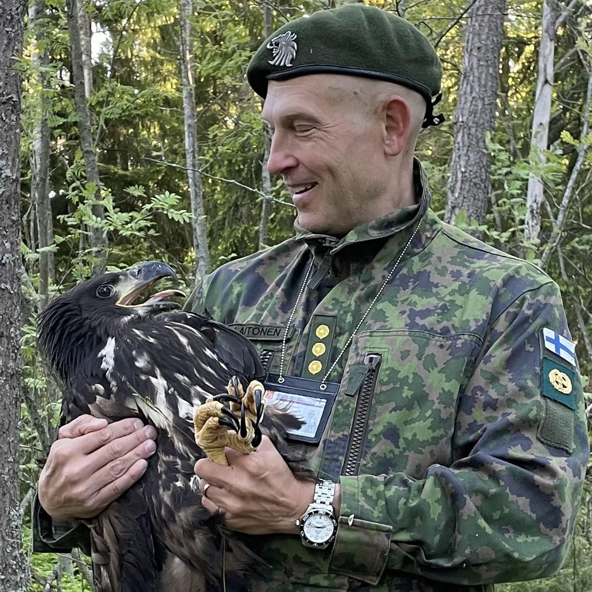 KaartinJR's tweet photo. Santahaminan taisteluampumaradan läheisyydestä löytyi merikotkan pesä. Poikaset rengastettiin eilen 12.6. ja pesintä jatkuu hyvissä merkeissä 🦅

Tiedotteessa tarkemmin: https://t.co/nIbR28RHfS https://t.co/Cx4BIMEGYr