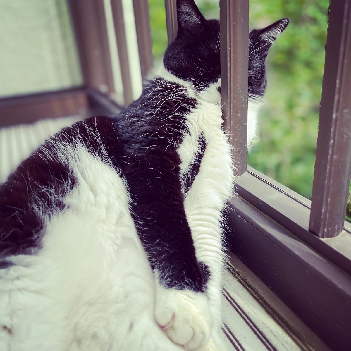 natchang_m's tweet photo. ねこの不思議な生態。

Why are you cats so mysterious??

#ねこ #猫 #ネコ #cat #cats #うちの猫 #うちのねこ #mycats
#mycatslife #猫の生活
#猫好き #ねこ好き #ネコ好き #ilovecats 
#猫写真 #catphoto #catphotography 
#保護猫 #保護猫と暮らす #保護猫出身 #保護ねこ #保護ねこ出身 https://t.co/xcVjoWkz0o