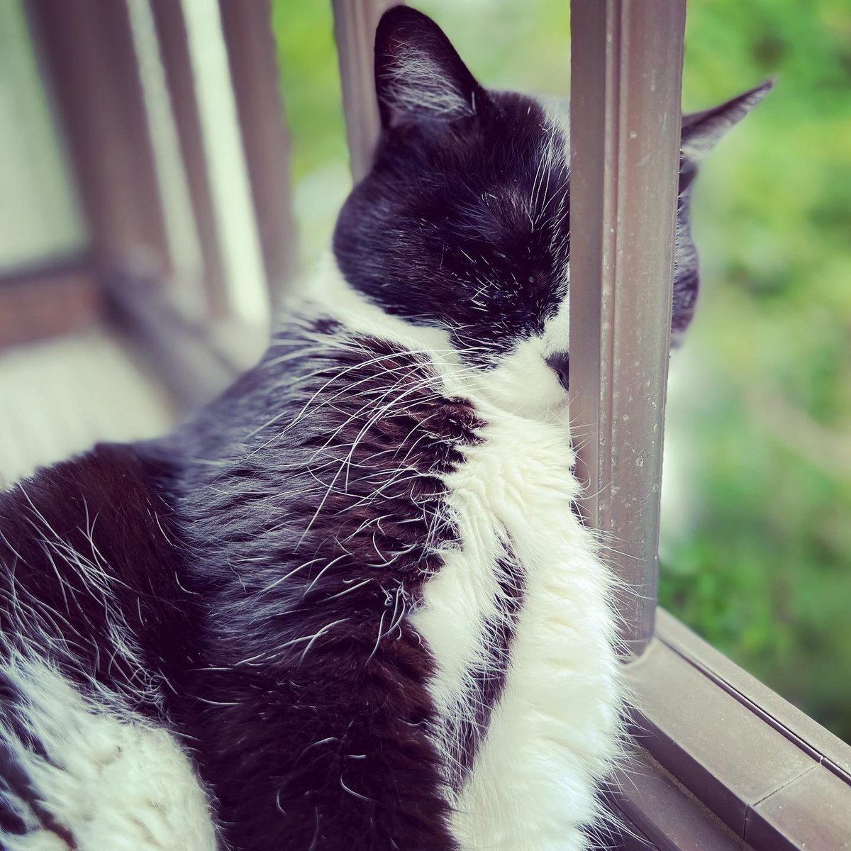 natchang_m's tweet photo. ねこの不思議な生態。

Why are you cats so mysterious??

#ねこ #猫 #ネコ #cat #cats #うちの猫 #うちのねこ #mycats
#mycatslife #猫の生活
#猫好き #ねこ好き #ネコ好き #ilovecats 
#猫写真 #catphoto #catphotography 
#保護猫 #保護猫と暮らす #保護猫出身 #保護ねこ #保護ねこ出身 https://t.co/xcVjoWkz0o