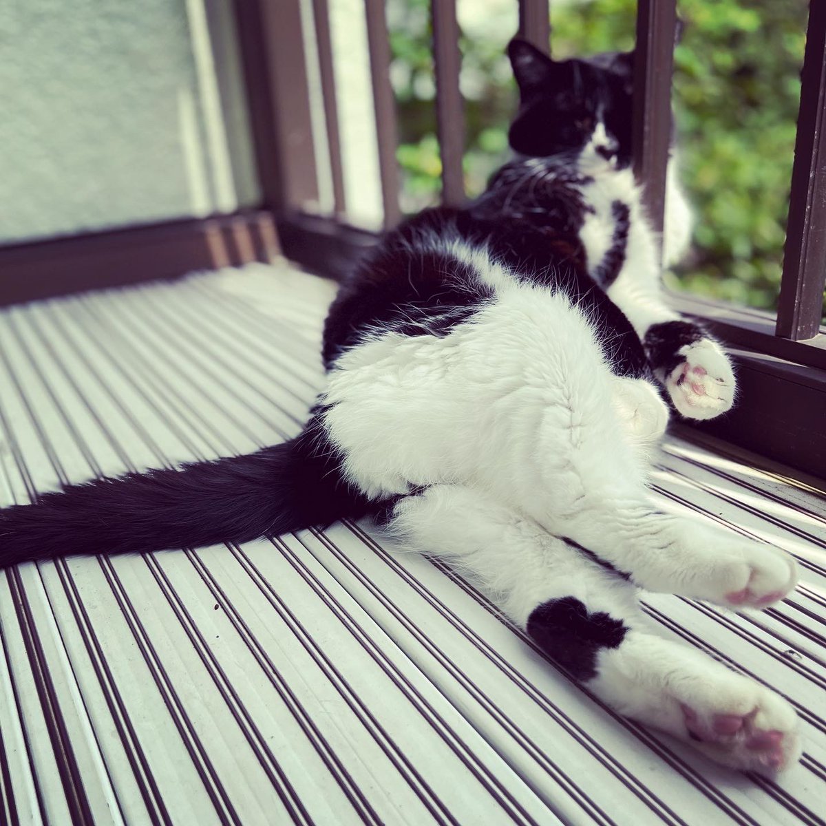 natchang_m's tweet photo. ねこの不思議な生態。

Why are you cats so mysterious??

#ねこ #猫 #ネコ #cat #cats #うちの猫 #うちのねこ #mycats
#mycatslife #猫の生活
#猫好き #ねこ好き #ネコ好き #ilovecats 
#猫写真 #catphoto #catphotography 
#保護猫 #保護猫と暮らす #保護猫出身 #保護ねこ #保護ねこ出身 https://t.co/xcVjoWkz0o