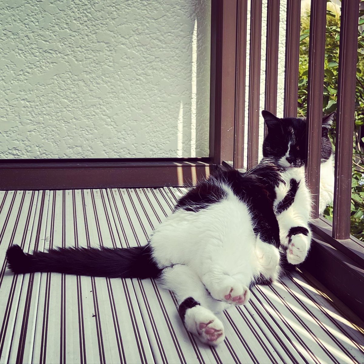 natchang_m's tweet photo. ねこの不思議な生態。

Why are you cats so mysterious??

#ねこ #猫 #ネコ #cat #cats #うちの猫 #うちのねこ #mycats
#mycatslife #猫の生活
#猫好き #ねこ好き #ネコ好き #ilovecats 
#猫写真 #catphoto #catphotography 
#保護猫 #保護猫と暮らす #保護猫出身 #保護ねこ #保護ねこ出身 https://t.co/xcVjoWkz0o