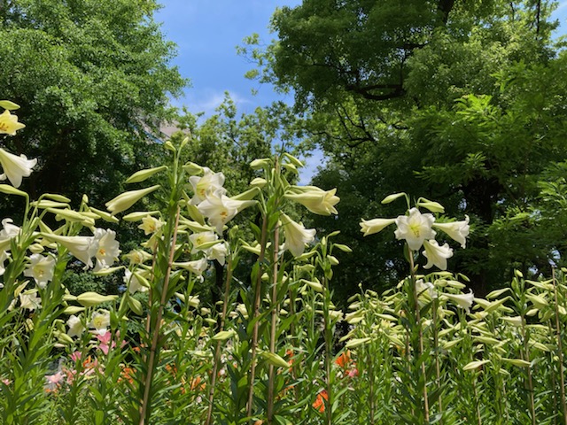 古くから日本で愛されてきたテッポウユリの改良品種 ホワイトヘブン が見頃です 雲形池周辺では 28種のユリがご覧いただけますが 品種により見頃の時期が異なるので 花の数が一番多いのは 今 6月下旬頃となります ロープ柵内に立ち入らず ご鑑賞ください