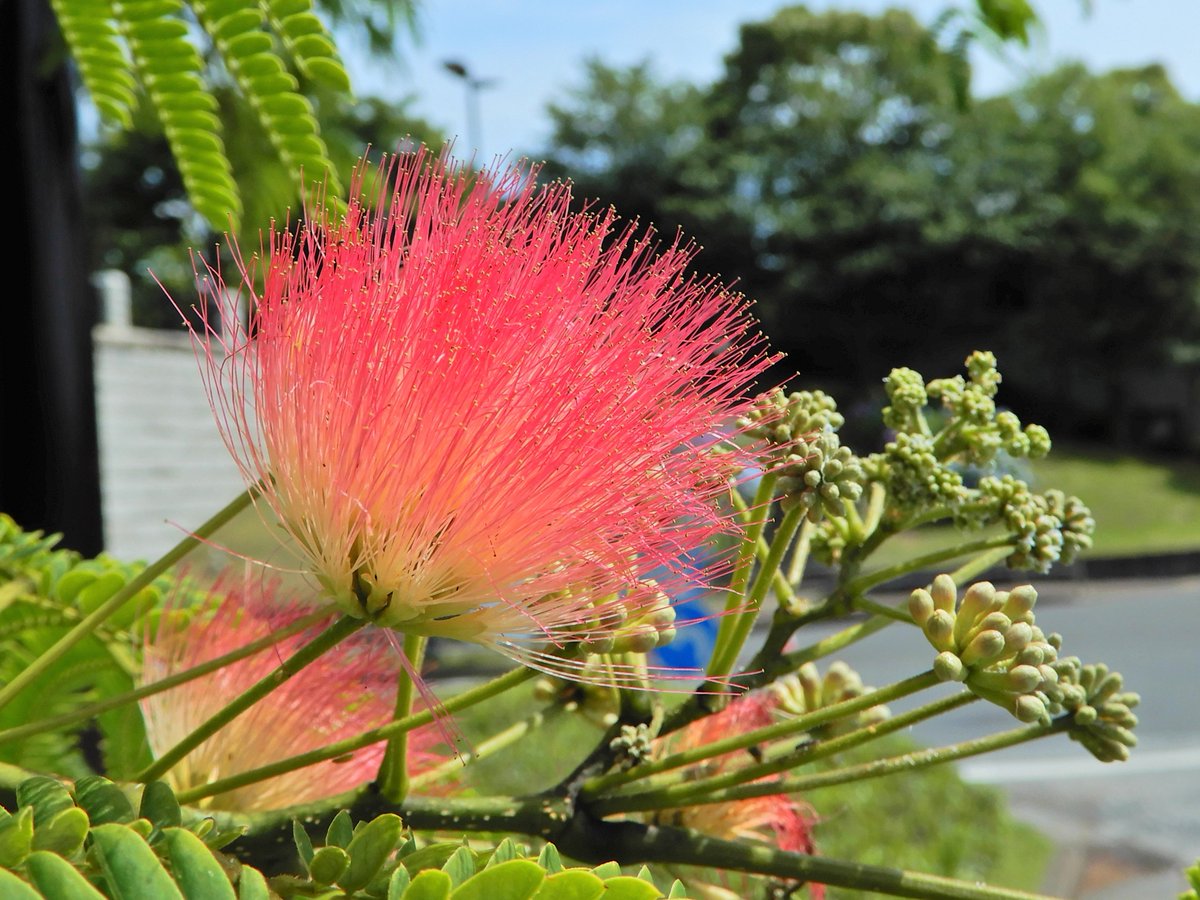 駐車場の事務所近くで ネムノキ の花が咲き始めました 筆のようにふさふさしているのは ほとんどが おしべ 花は夕方になると開花します 葛西臨海公園 花 江戸川区 江戸川区民ニュース