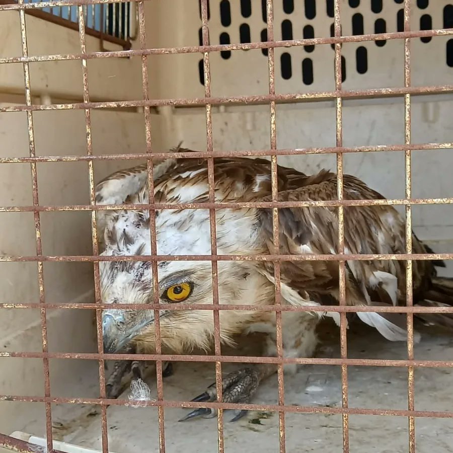 Mr Marcus Murphy saw & held injured short-toed Eagle till EPRU picked it up. Now safe with @gonhsgib Raptor Unit, receiving rehabilitation. Exhausted & starving, migrating Eagle been attacked by Peregrine Falcon. Tnk u everyone for amazing work u do 💪💚 #workingtogether #wecare