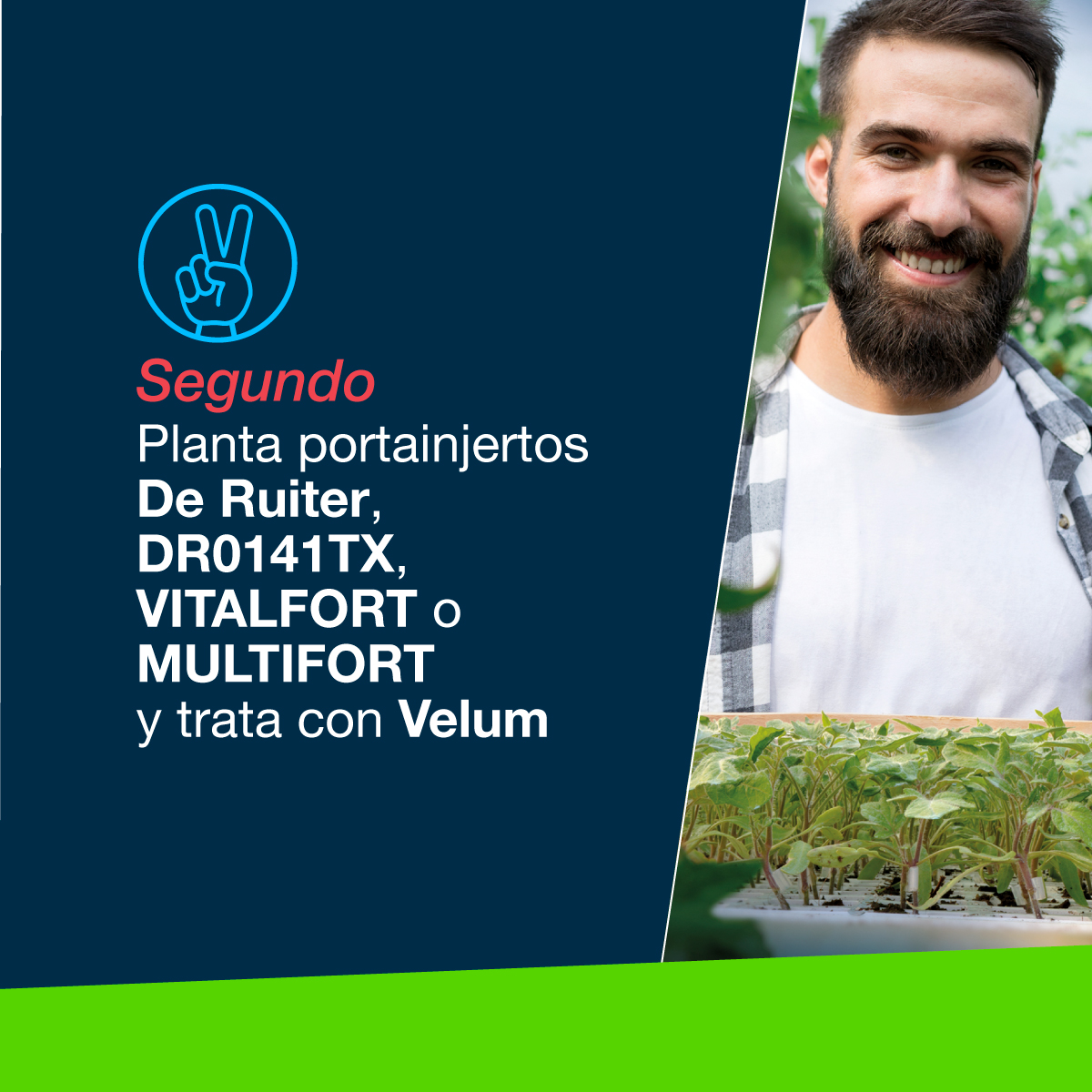 Bayer4CropsES's tweet photo. ¡Únete a #ControlPrime! 🛡️🐛  Esta solución nematicida te ofrece una protección total para tomate a través de una estrategia que combina las mejores soluciones de Bayer y Seminis frente a los nematodos 👇
https://t.co/mUoZB6zQRw https://t.co/fM6UDb44eF