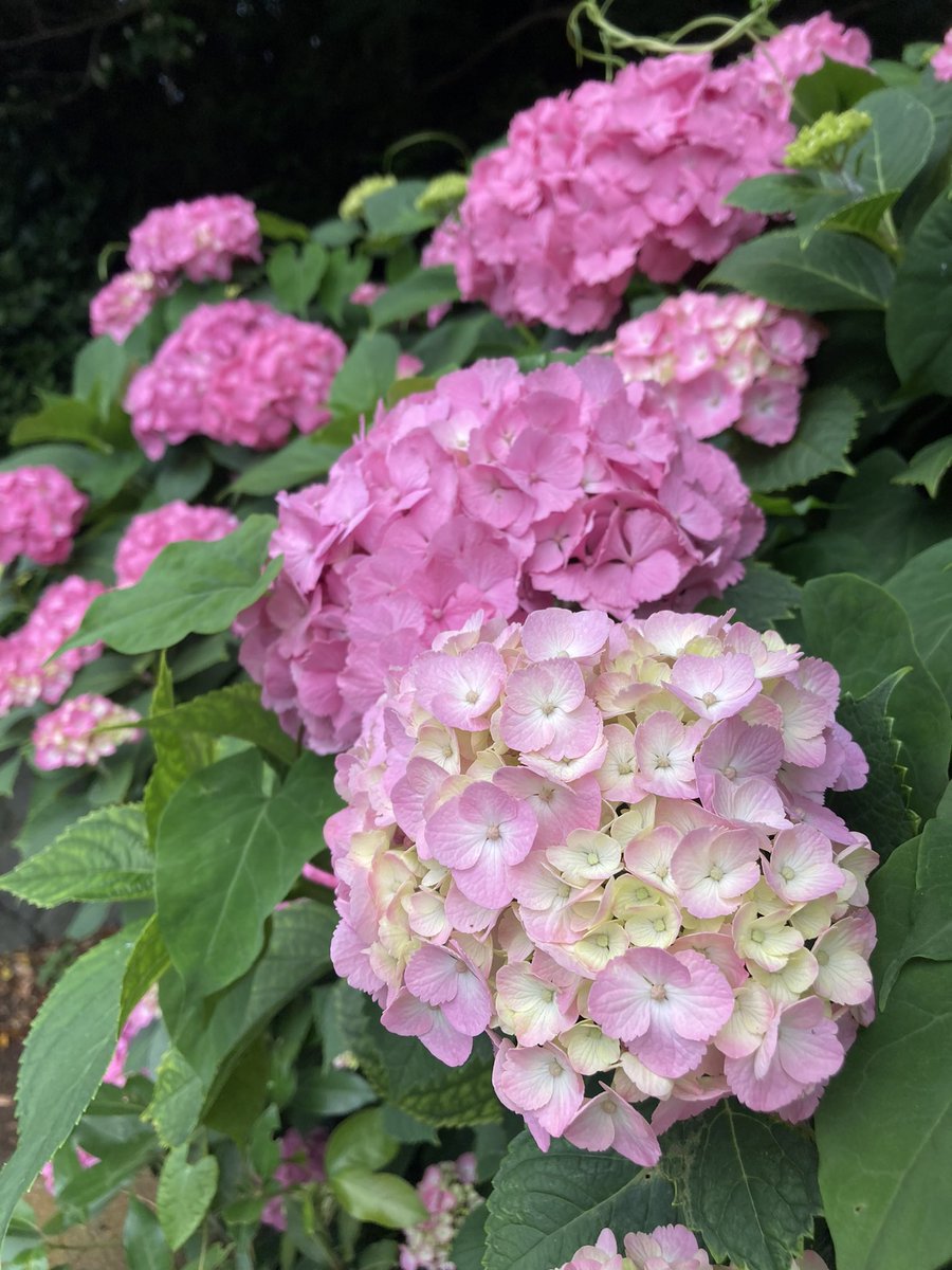 紫陽花見ごろですな