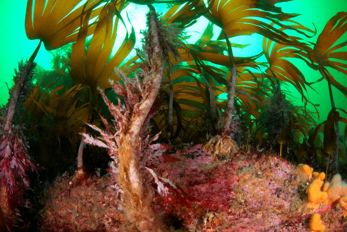 DanSmale1's tweet photo. Delighted to see this published; years of observations and work by lots of great people. We showed that climate-driven substitution of habitat-forming kelps leads to breakdown of a facilitation cascade and impoverished communities 🌱🌊☀️🐟🔥 https://t.co/QXv6zIjkHS https://t.co/Zno6EbWgQO