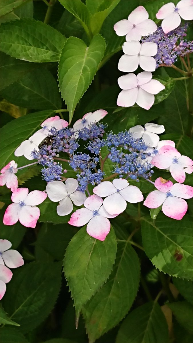 mist505's tweet photo. ブルーとピンクの花びらのガクアジサイです。ちょっと珍しい色の組み合わせです。 https://t.co/Er8dMmGHEs