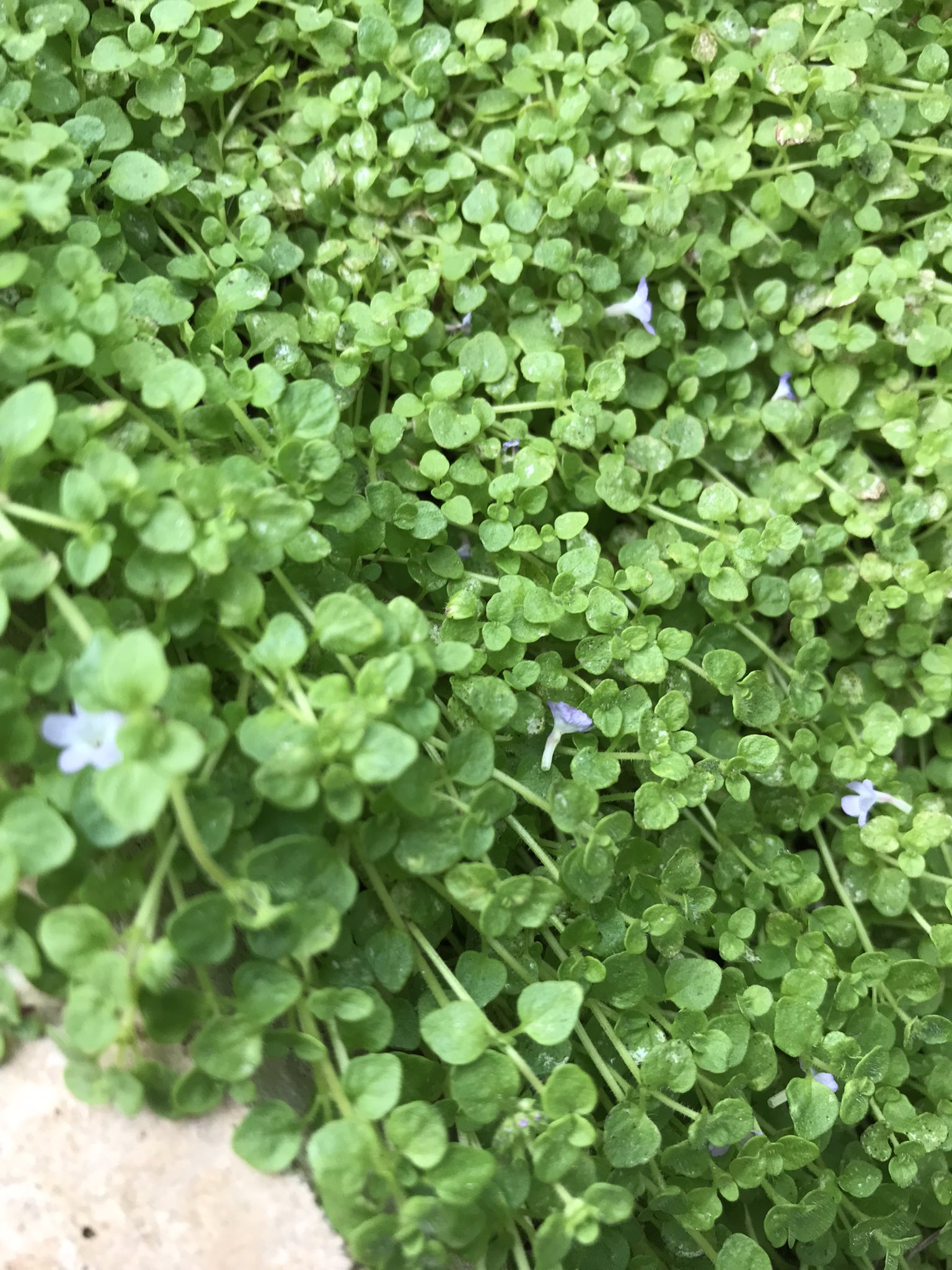 コルシカミント Twitter Search Twitter