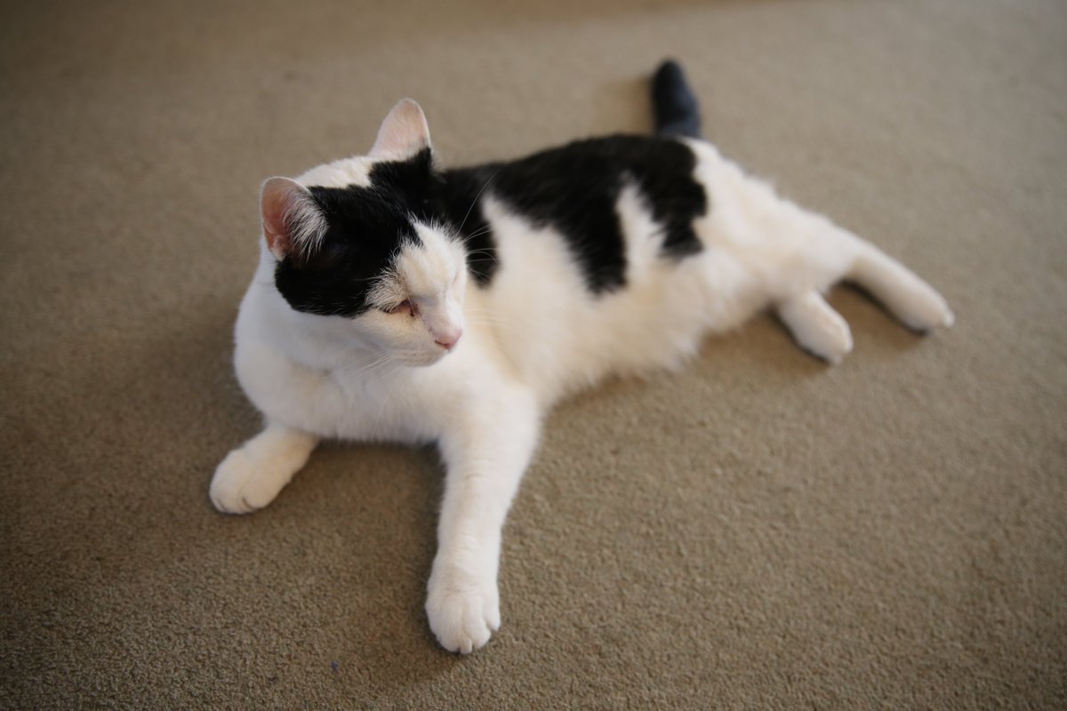 Mutley The Head Cat tweet media