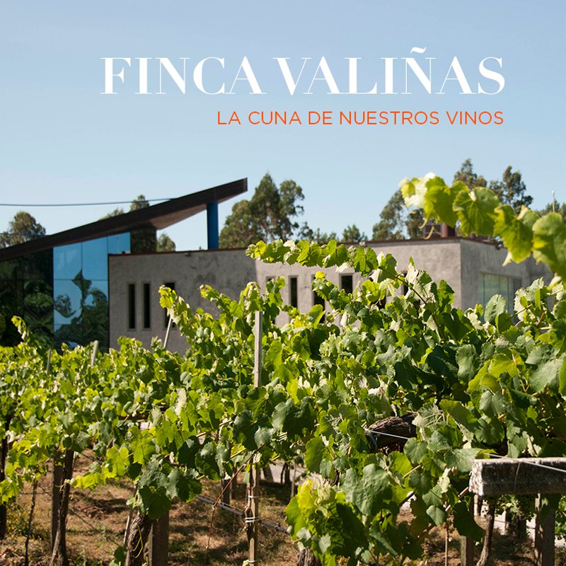Finca Valiñas, donde nacen nuestros vinos 🥂

Un vino blanco gallego de lo más floral, salino y elegante que procede de uno de los paraje atlánticos en donde la variedad albariño consigue su mejor expresión.

#MardeFrades #Albariño #DoriasBaixas #FincaValiñas