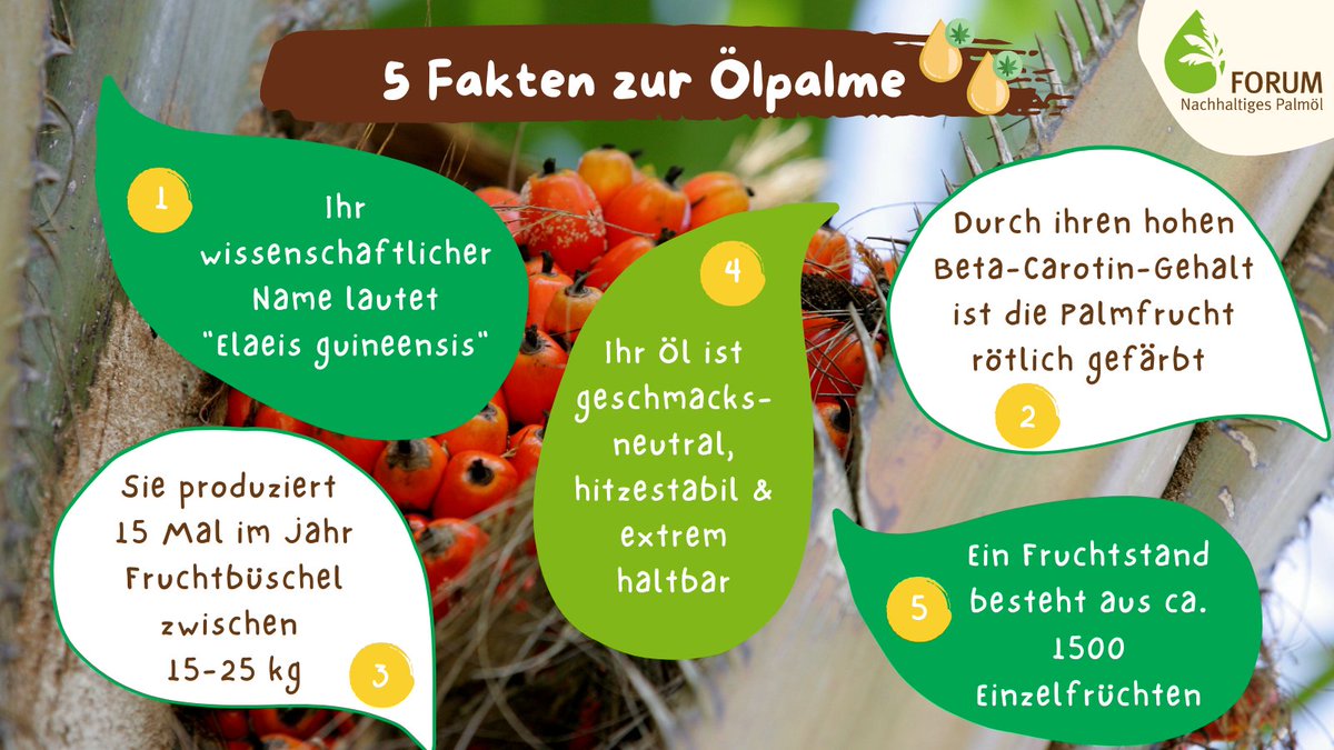 Forum Nachhaltiges Palmöl tweet media