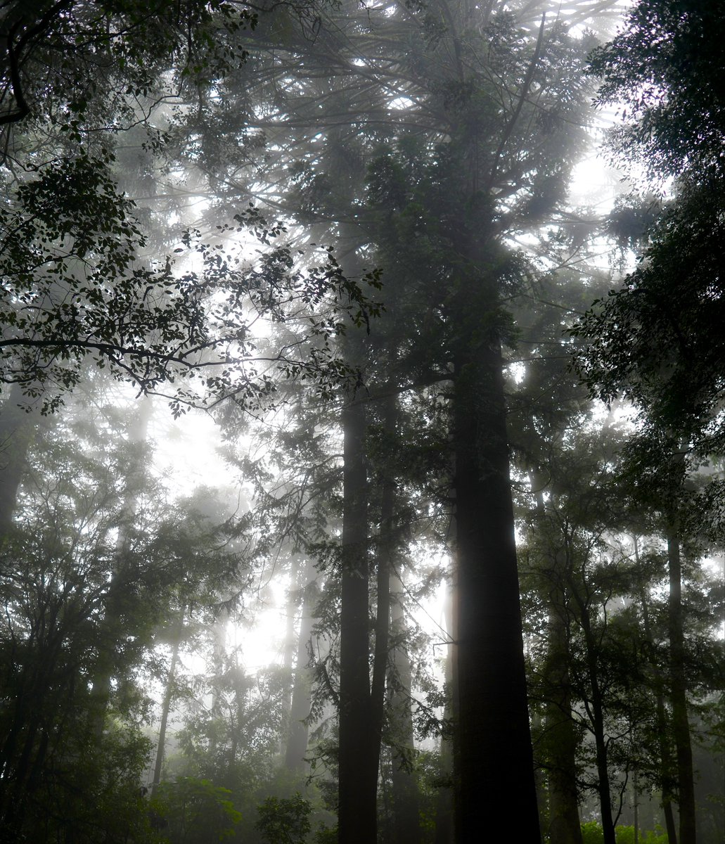 KathrynSelmes's tweet photo. Enchanted forest, no matter the weather https://t.co/rCM7ZpTCOe