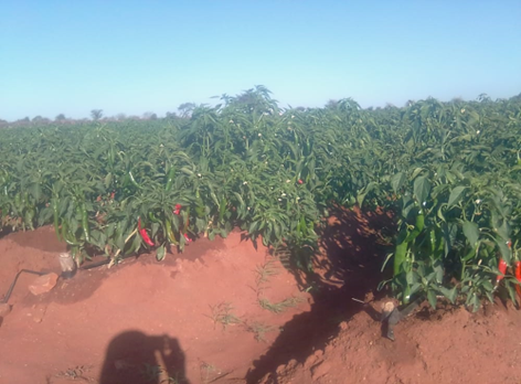 Cesvi Zimbabwe tweet media