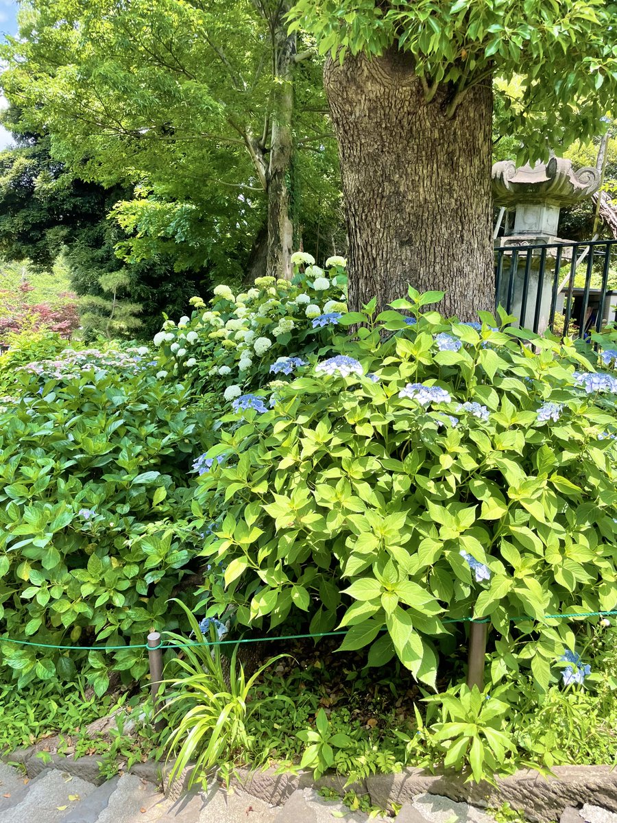 台東くん 上野公園の清水観音堂の近くで紫陽花が綺麗に咲いてたパゴッ 日差しがあたってとっても綺麗パゴッ 晴れた日はみんなでお散歩に行くパゴッ 上野 上野公園 紫陽花 清水観音堂 台東区 台東区民ニュース