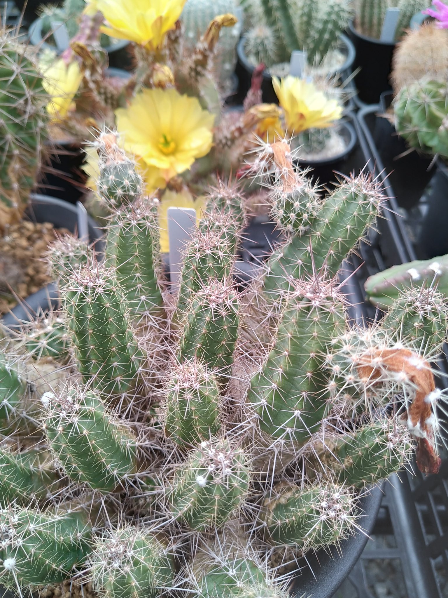 Tweets With Replies By 強刺アルフレッド丸殿玉 Cactus Alfred Twitter