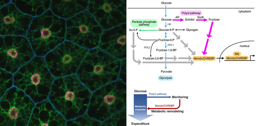 PLOSBiology's tweet photo. The #polyol pathway was thought to be largely silent, and only negative effects of its activation were known. Study reveals that it is involved in #glucose-responsive activation of Mondo/ChREBP-mediated #metabolic remodeling in mice & flies #PLOSBiology https://t.co/uUvyw4crHv https://t.co/t4Crr7P147