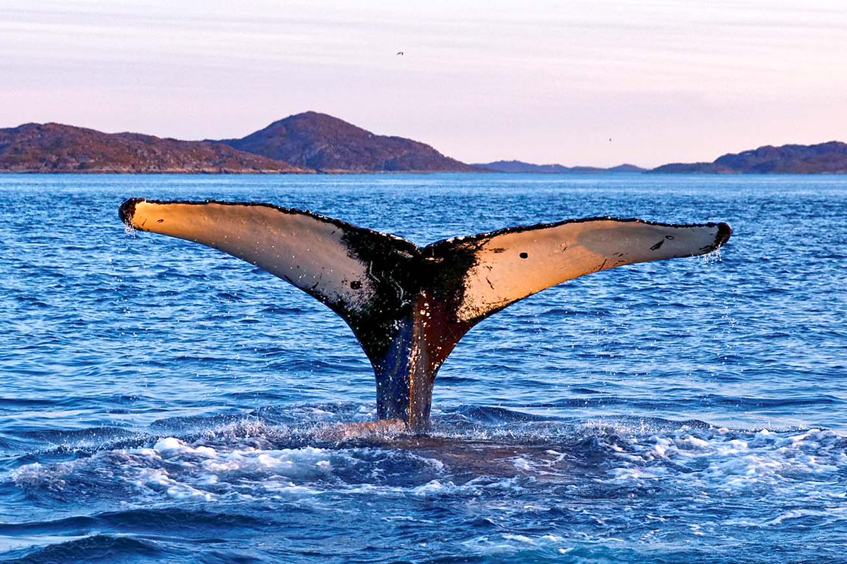 Gezocht: Vrijwilligers om walvissen te spotten langs de Costa Blanca in Spanje. Lees hier alles over dit unieke project: bit.ly/3aOWLcS