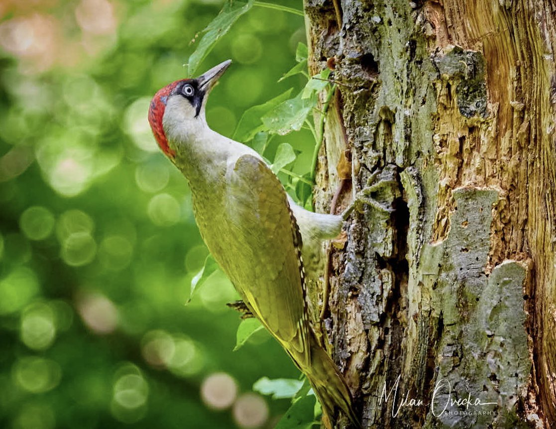 Female European Green Woodpecker (Picus viridis) #birdphotography #NaturePhotography #Springwatch
