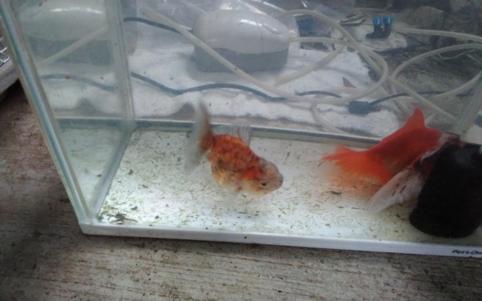 Follow ラテ430 S Z85p7qyl Latest Tweets Twitter