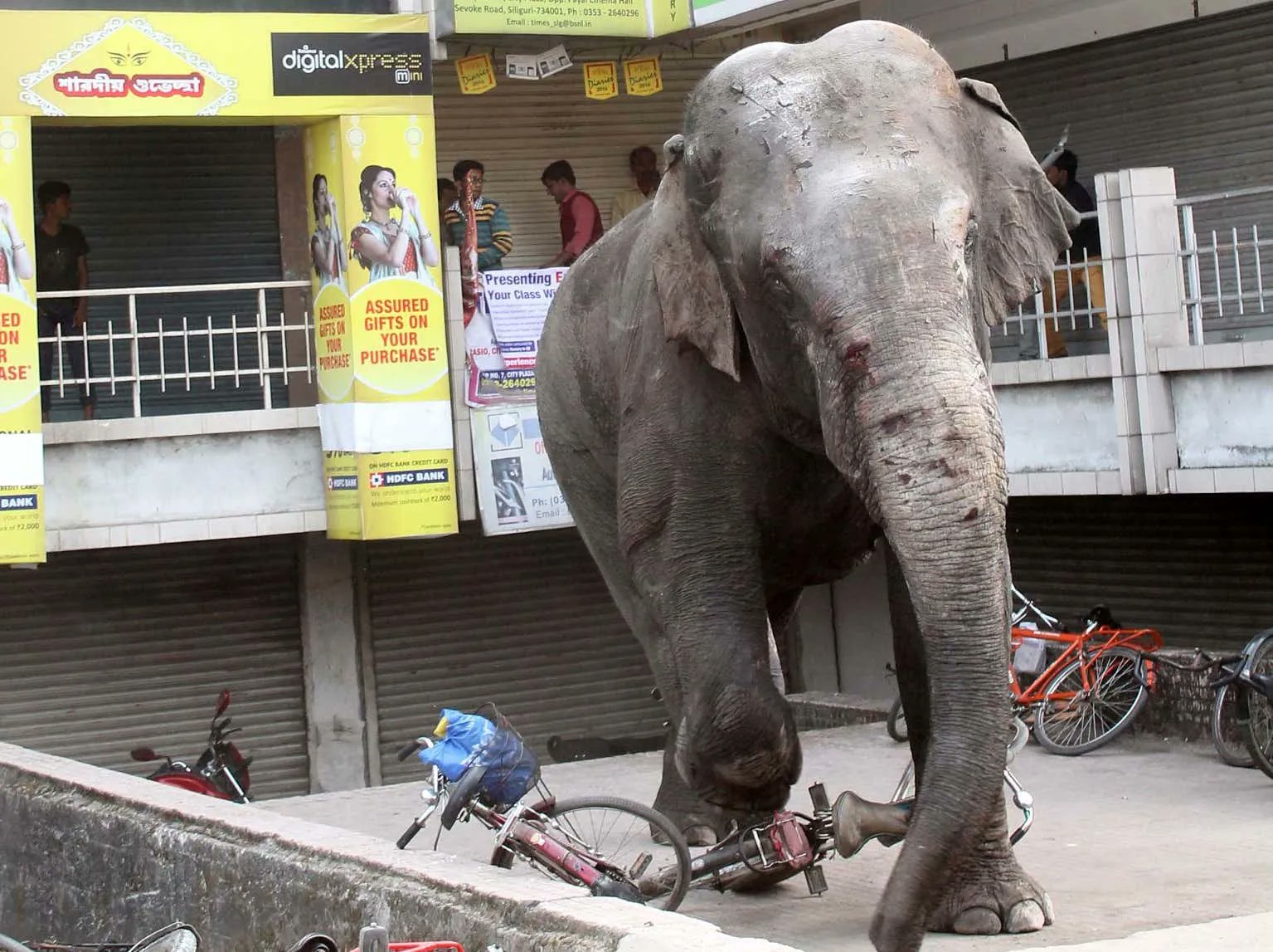 Barstool Sports on Twitter "An Elephant Killed A 70YearOld Woman In