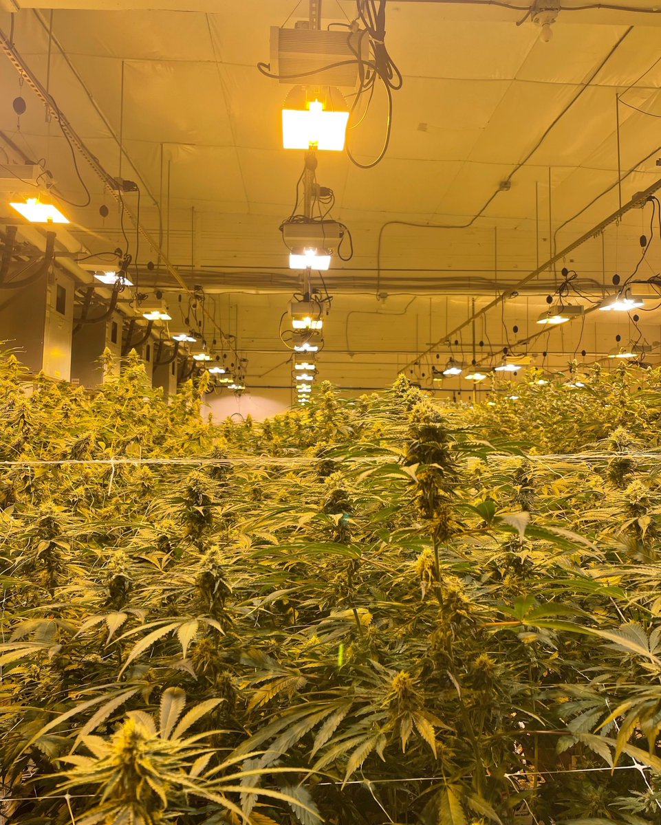 tamerlanetrade's tweet photo. Bam 💥
.
.
.
#tamerlanetrading #i502 #cannabis #cannabusiness #cannabissociety #cannabisculture #cannabisindustry #cannabisstandards #cannabiscommunity #marketplace https://t.co/gCaxAFdK5r