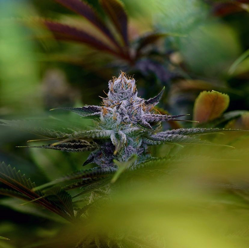 BigTreeUSA's tweet photo. Mesmerizing.
📸: @stackd_photography
.
.
.
#bigtreegrading #cannabis #cannabusiness #cannabisstandards #cannabisindustry #cannabisculture #cannabiscommunity #cannabissociety #i502 #cannabisgrading https://t.co/RXejnWUgpk